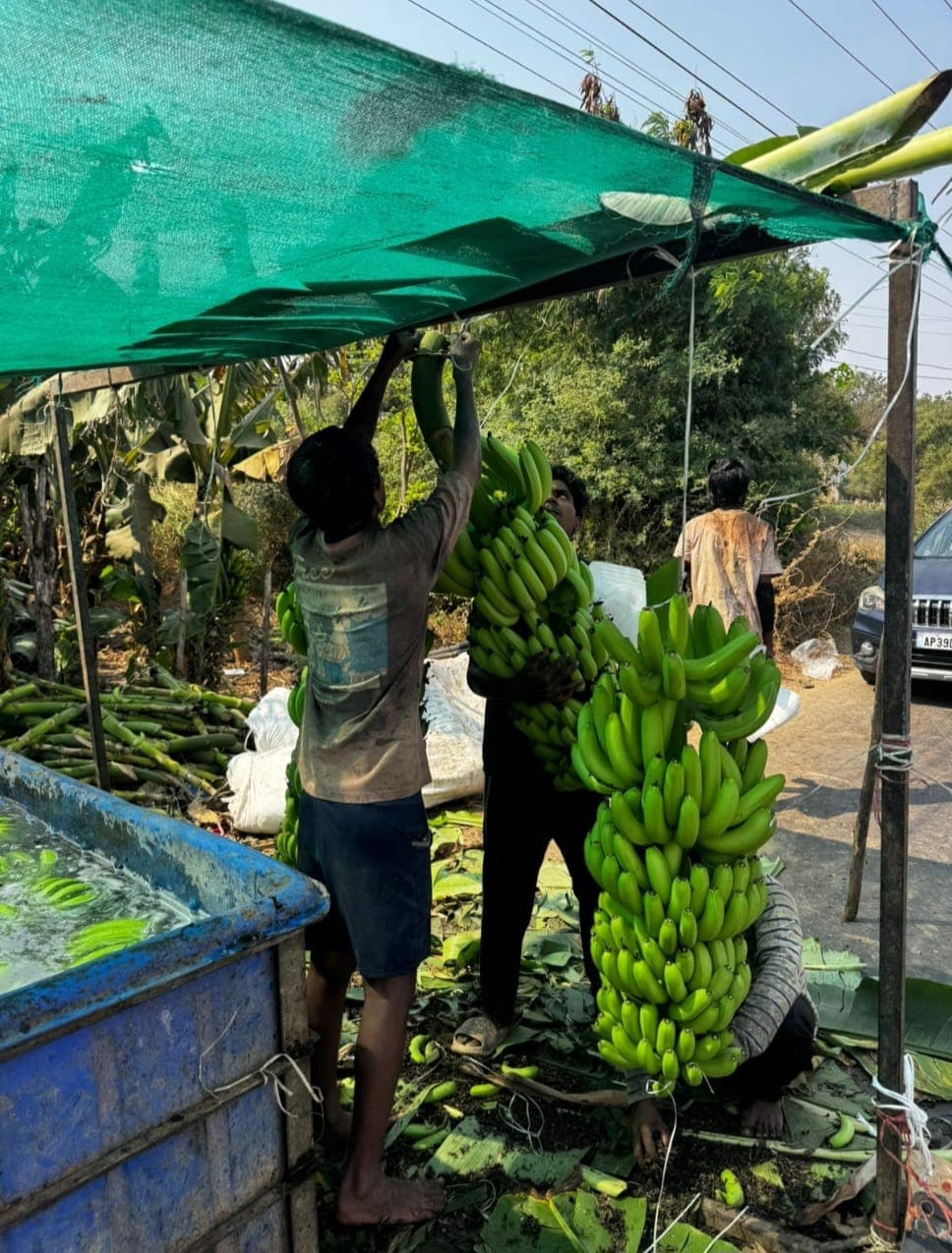 Workers processing export-quality green bananas